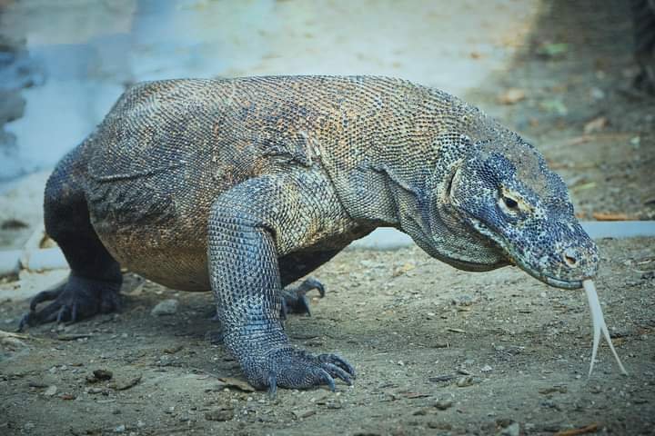 3 days trip of Komodo tour start from Bali and stay for 2 nights on standard boat with air conditioned cabin Komodo tours for 3 days trip start from Bali for your best adventure tour in Komodo Island 3 days trip of great Komodo tour start from Bali and stay for 2 nights on standard boat with air conditioned cabin to enjoy the hopping island sailing trip  Bromoijencratertour.com