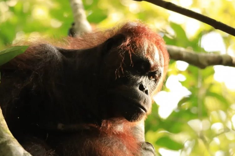 Borneo Orangutan tours,- continue to Bromo Ijen crater tour package - end in Bali 5D Borneo Orangutan tours,- continue to Bromo Ijen crater tour package - end in Bali 5D Borneo Orangutan tours,- continues to Bromo Ijen crater tour package - end in Bali for exploring wild orangutan, Bromo sunrise view and blue fire Ijen tour 5D Bromoijencratertour.com