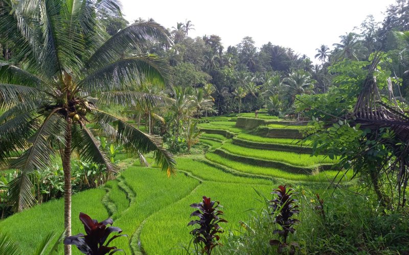 Optional trip after Bromo Ijen tour for Java to Bali holiday tour package Optional trip after Bromo Ijen tour for Java to Bali holiday tour package Bromoijencratertour.com