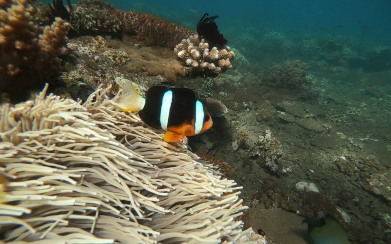 Optional trip package for Menjangan Island Snorkelling tours Bromo Ijen crater tour with optional program to Menjangan Island Snorkeling tours Bromoijencratertour.com