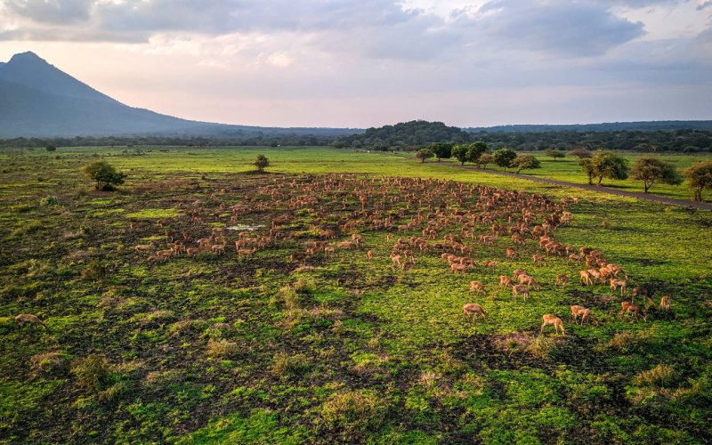 Bromo Ijen crater tour with optional trip to Taman Safari Prigen tours Ijen Bromo tours with optional trip package to Taman Safari Prigen tours Bromoijencratertour.com