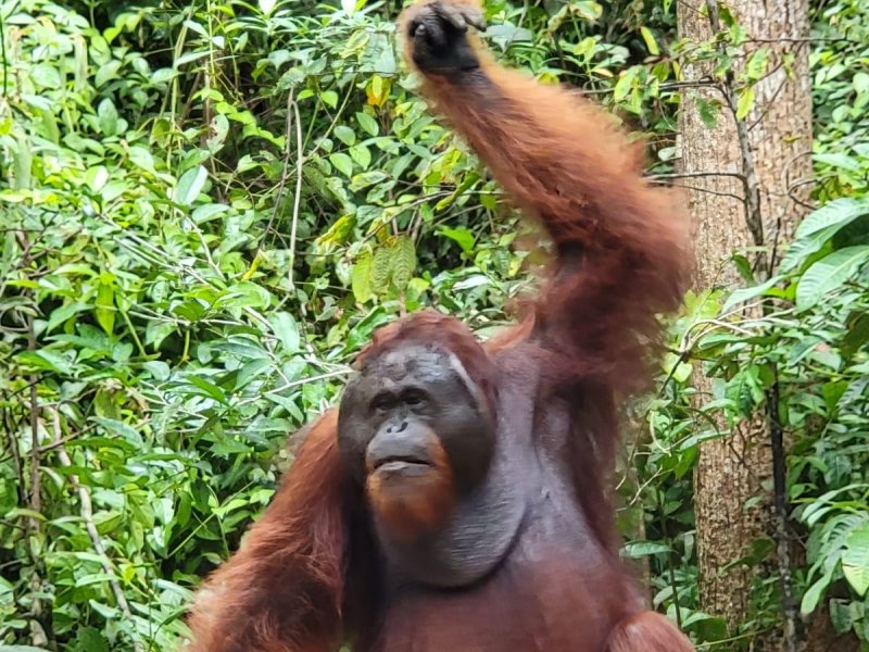 Shared houseboat and Orangutan tour Borneo 3D-2N Shared houseboat and Orangutan tour Borneo holiday travel package - 3D2N Shared houseboat and Orangutan tour Borneo holiday travel package within 3 days 2 nights jungle river cruise trip - All Includes in Tour Price Bromoijencratertour.com