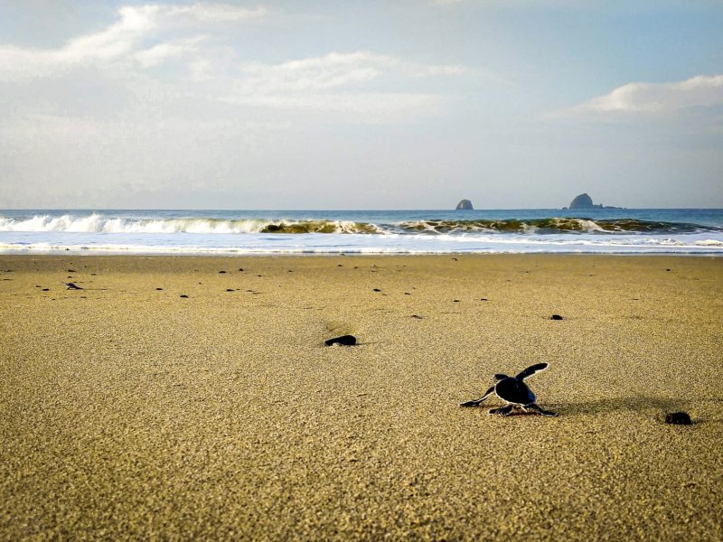 Tours to Bromo Kalibaru Sukamade Ijen Banyuwangi 5D East Java trip to Bromo, Kalibaru, Ijen crater and Sukamade beach from Surabaya/ Malang 5D Best adventure tour and east Java trip to Bromo, Kalibaru, Ijen crater and Sukamade beach from Surabaya or Malang in 5 days 4 nights holiday travel package Bromoijencratertour.com