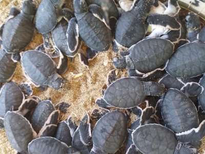 Take a domestic flight from Surabaya to Banyuwangi Airport for Ijen & Sukamade-Bromo & Savannah Tour Bromoijencratertour.com